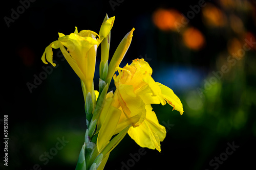 beautiful yellow flower, Canna flaccida is a species of the genus Canna, a member of the family Cannaceae. photo