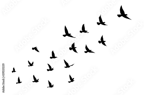 Flying birds silhouettes on isolated background. Vector illustration. isolated bird flying. tattoo and wallpaper background design. © SeemaLotion
