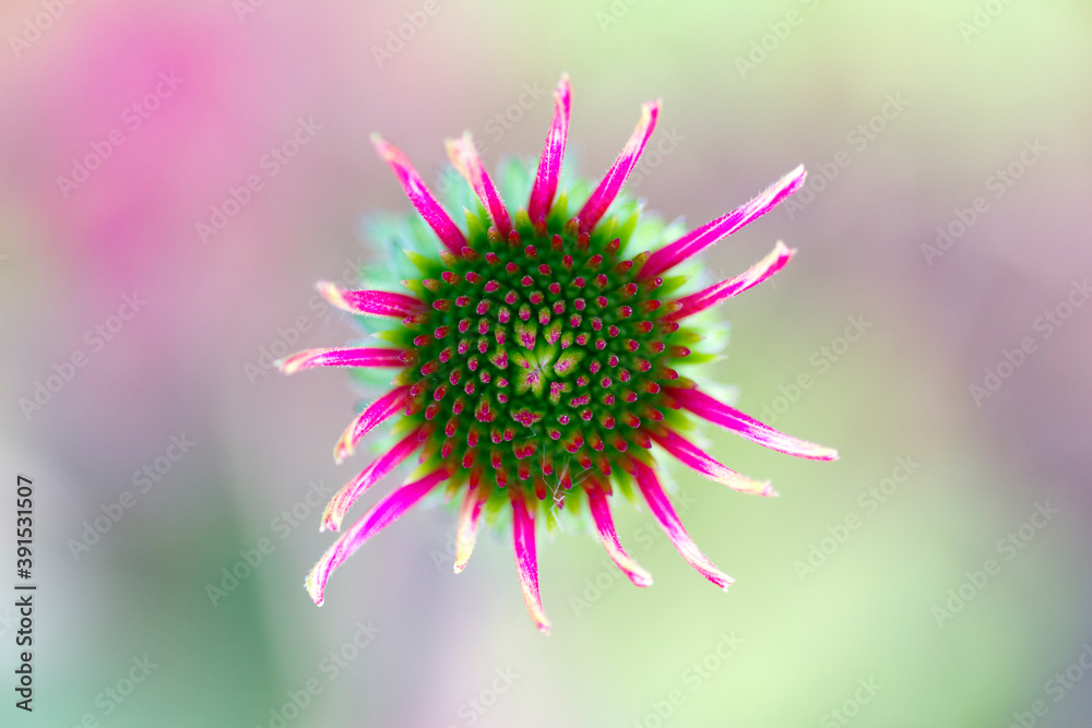 close up of  rudbeckia flower.  close up of autumn flower. bird's-eye view of  rudbeckia flower