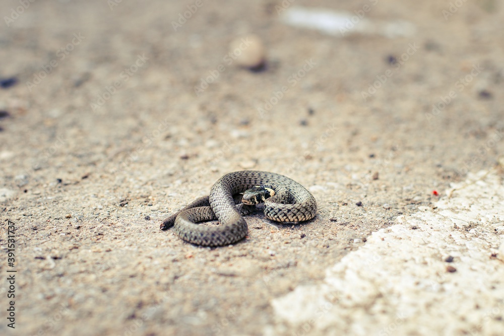 Obraz premium snake on the street