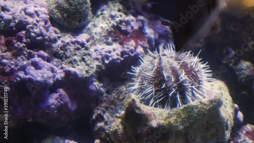 Group of fishes swimming among tropical reef in an aquarium. A school of inhabitants in water in Moskvarium. Underwater colorful coral in oceanarium Moskvarium Moscow. Marine life. photo