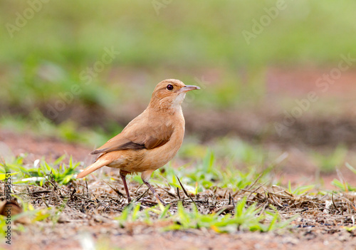 Rosse Ovenvogel, Rufous Hornero, Furnarius rufus © AGAMI