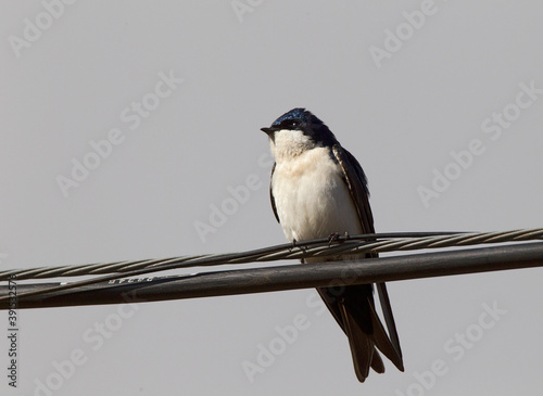 Blauw-witte Zwaluw, Blue-and-white Swallow, Pygochelidon cyanoleuca photo