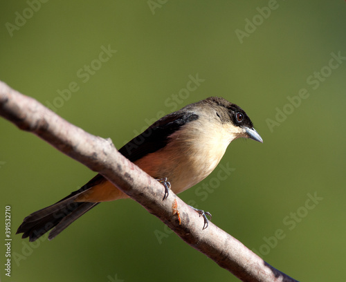 Zwartbriltangare, Black-goggled Tanager, Trichothraupis melanops photo