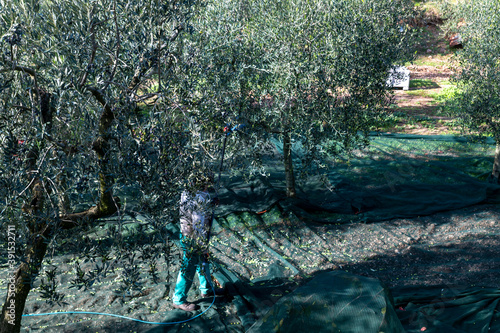 olive harvest in the November season with hydraulic hands
