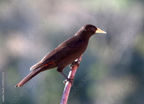 Roodstuitbuidelspreeuw, Red-rumped Cacique, Cacicus haemorrhous photo