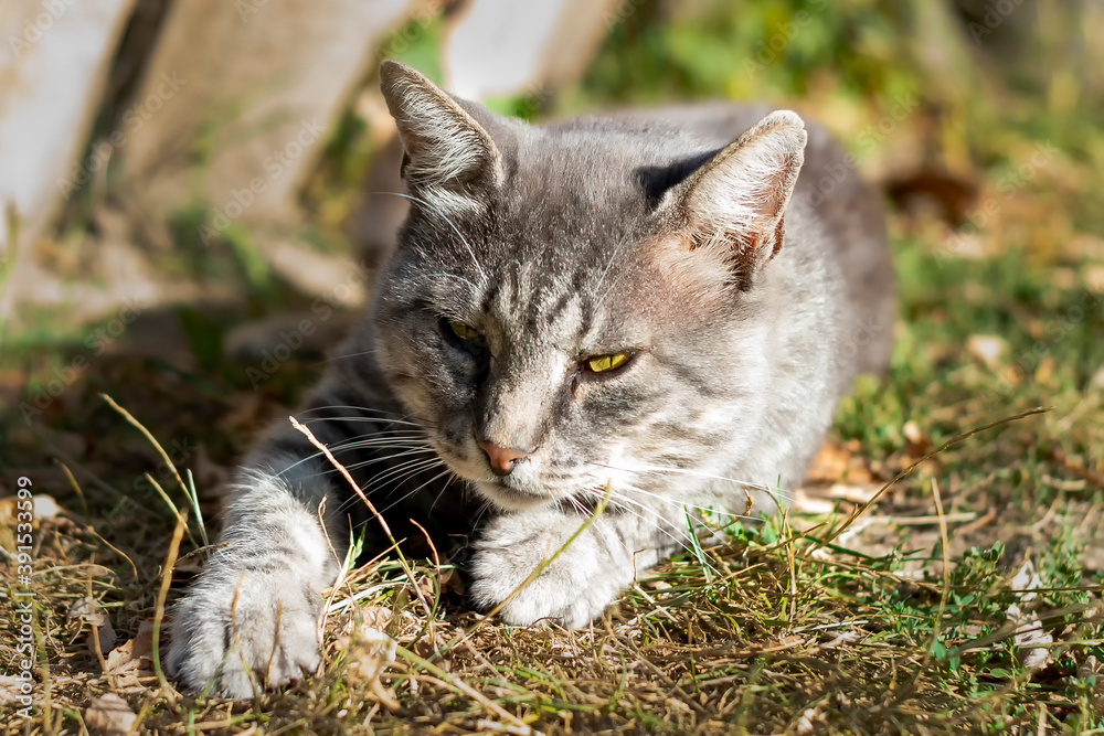 Grey striped country cat. Pet. Shooting in nature. Side view.
