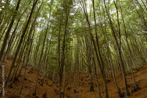 Deciduous forest during autumn day. Mystic atmosphere.