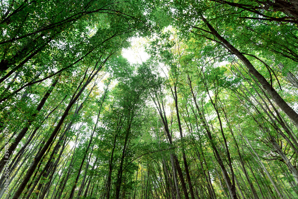 Fototapeta premium Perspective up view of deciduous forest