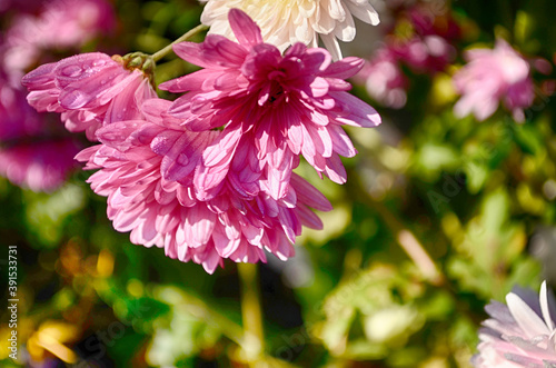 Beautiful chrysanthemum as background picture. Chrysanthemum wallpaper  chrysanthemums in autumn.