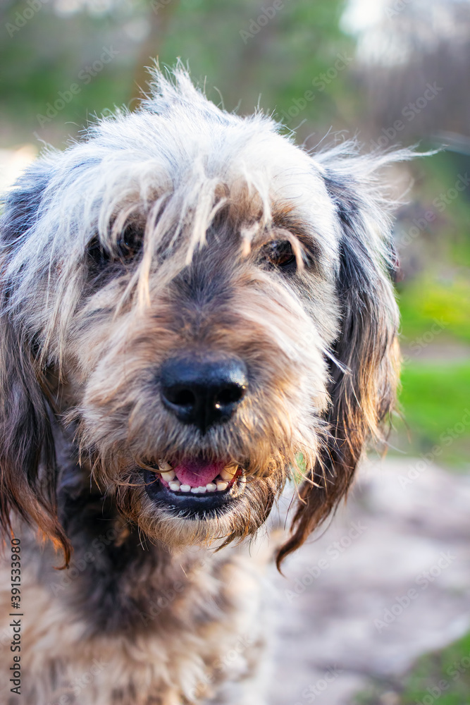 Portrait of a gray shaggy dog. Selective focus