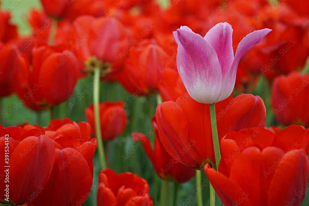 field of tulips in Istanbul, Turkey.