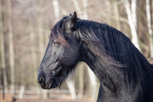Fresian horse portrait -  black horse - relaxed in the grassland - trees background - amber eyes photo