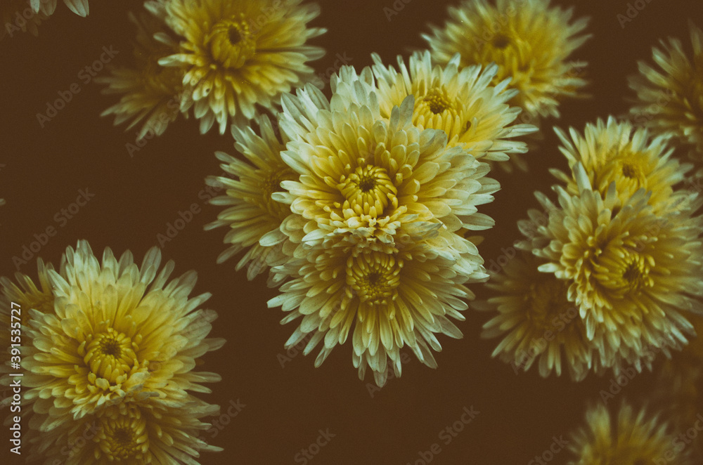 Beautiful chrysanthemum as background picture. Chrysanthemum wallpaper, chrysanthemums in autumn.
