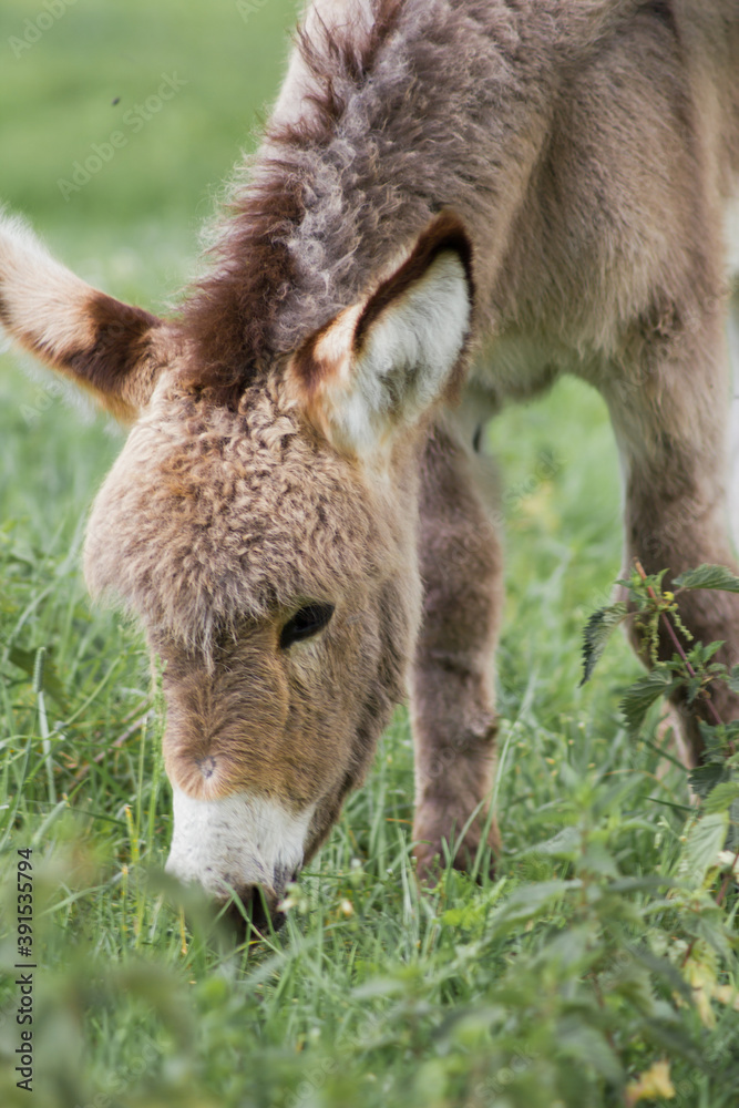 Fototapeta premium Der Hausesel (Equus asinus asinus) ist ein weltweit verbreitetes Haustier.