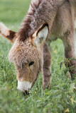 Der Hausesel (Equus asinus asinus) ist ein weltweit verbreitetes Haustier.