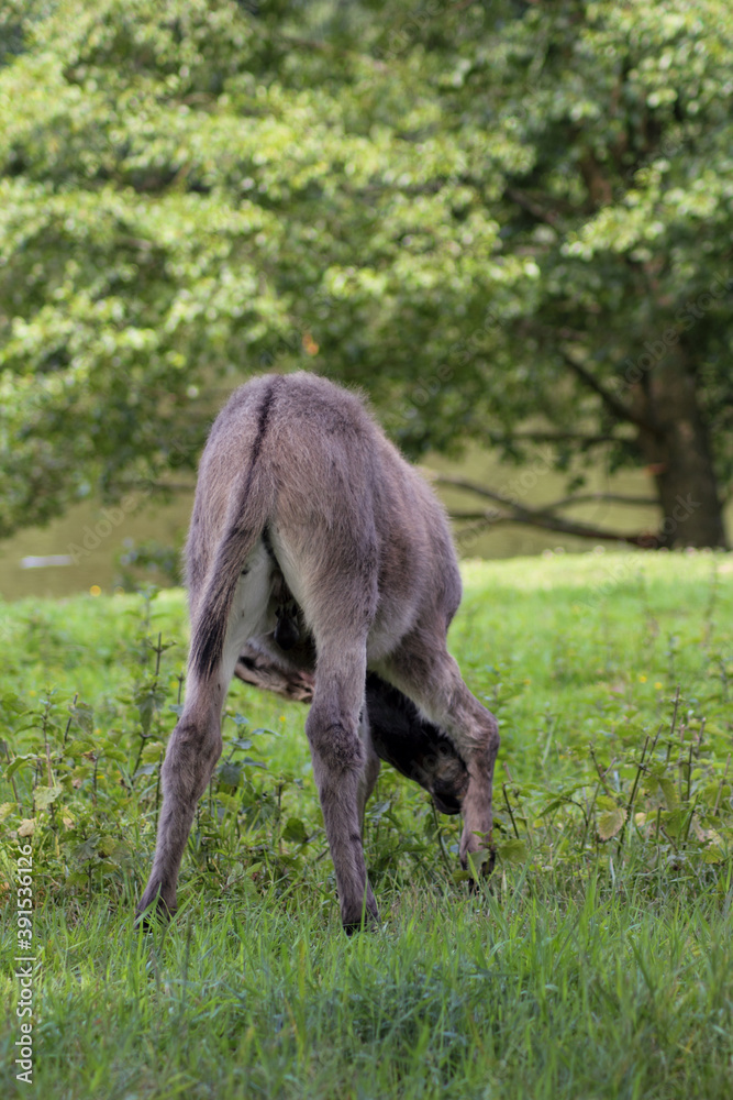 Der Hausesel (Equus asinus asinus) ist ein weltweit verbreitetes Haustier. Der Hausesel (Equus asinus asinus) ist ein weltweit verbreitetes Haustier.