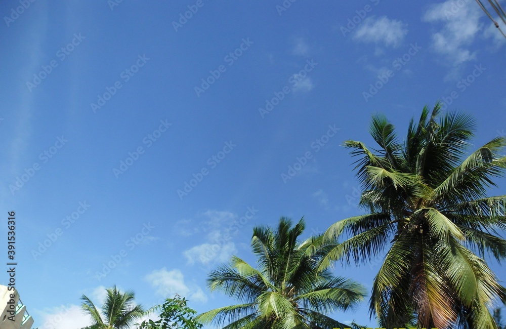 INDIAN COCONUT TREES WITH SKY BACKGROUND 