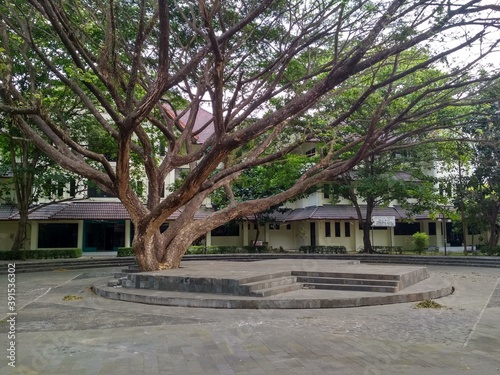 The Tree