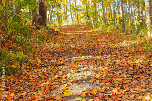 autumn leaves in the park