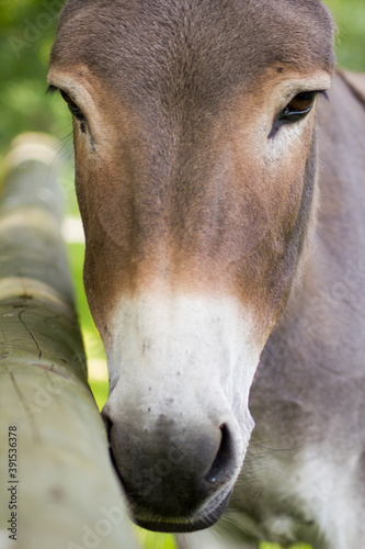 Der Hausesel  Equus asinus asinus  ist ein weltweit verbreitetes Haustier.
