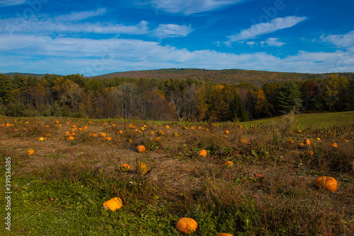 Brattleboro, Vermont Pumpkin Patch in the Fall photo