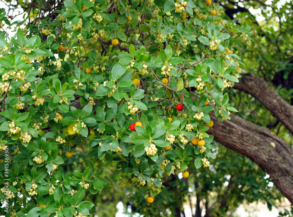 El madroño (Arbutus Unedo) es una especie de arbusto de la familia ...