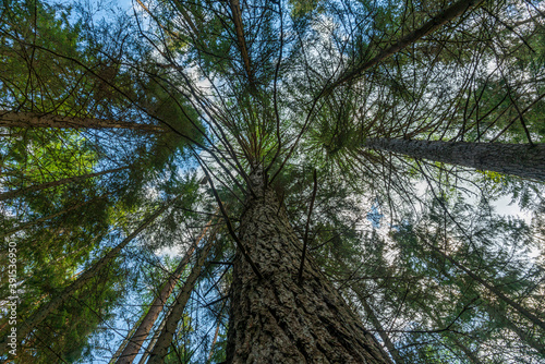 Tree canopy from very tall Larch and pine trees © Magnus