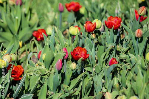 Red tulips, green buds growing on the lawn. Close up. A good background for a site about flowers, floriculture, art.