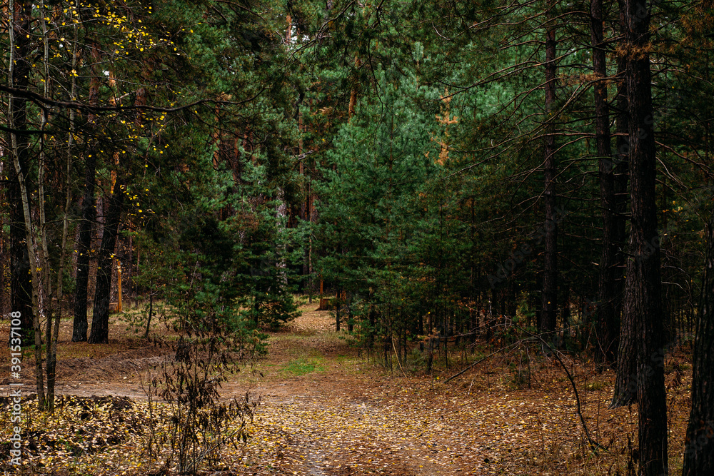Autumn forest with deciduous and coniferous trees in Ukraine Autumn forest with deciduous and coniferous trees in Ukraine