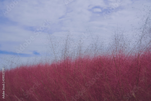 Pink muhly grass and girls in autumn