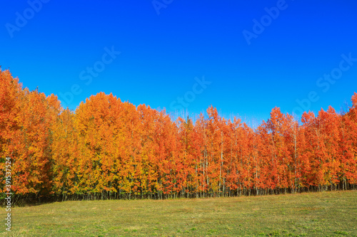 autumn trees in the forest