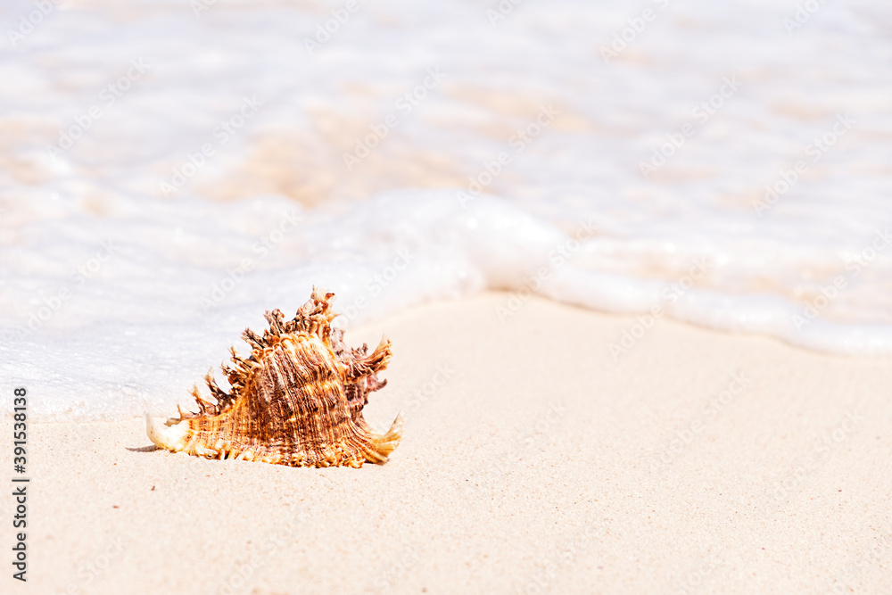 Single brown seashell on beach shore at sunny day, with sea water at background Single brown seashell on beach shore at sunny day, with sea water at background