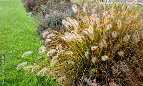 flowerbeds with ornamental grasses in long lines in autumn with glittering dewdrops on the ears of tufts. in the background the lawns on the slope and also the faded perennials glow with their dark  photo