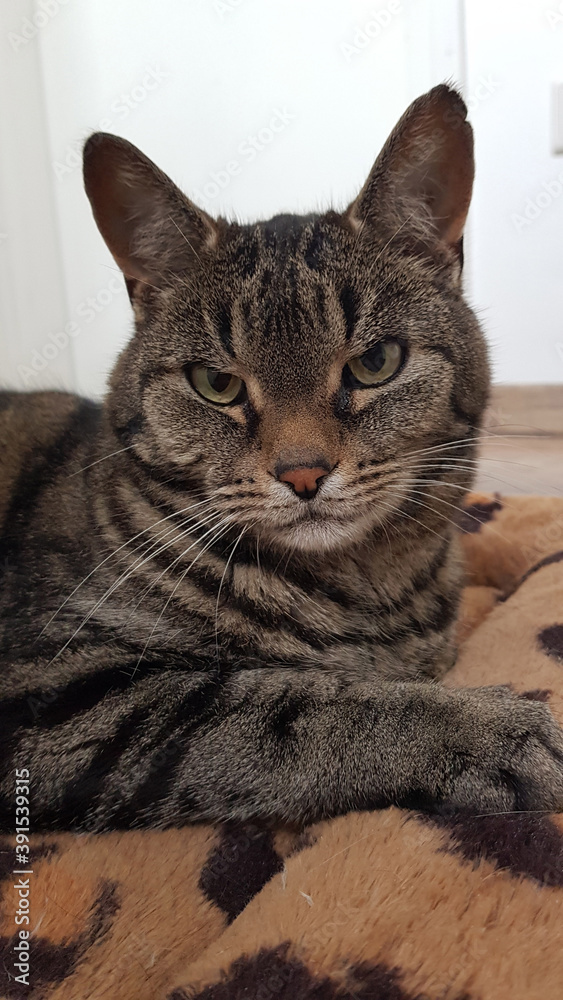 Fototapeta premium Close up of a cyper cat