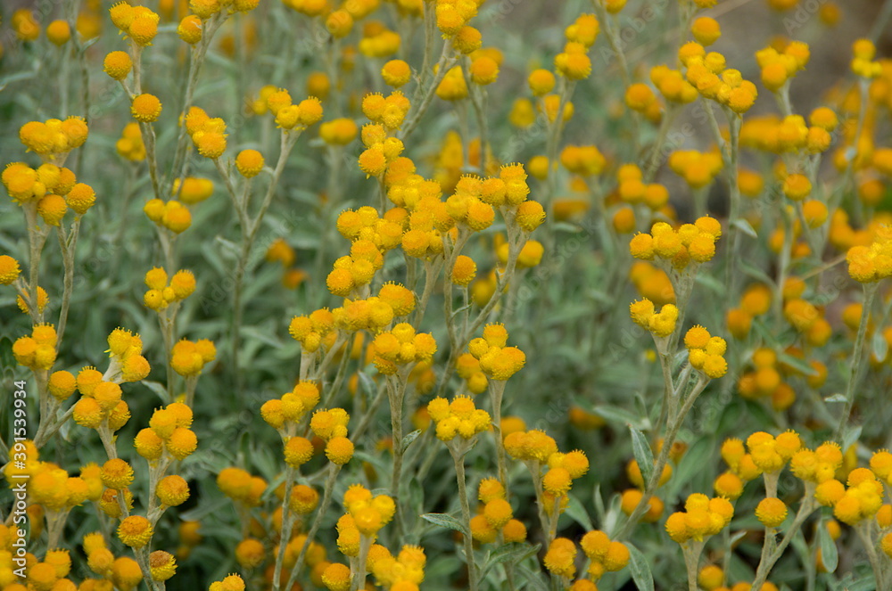 field of yellow flowers in spring