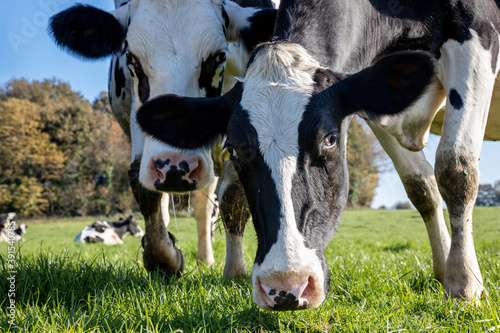 Portrait of cows at ground level