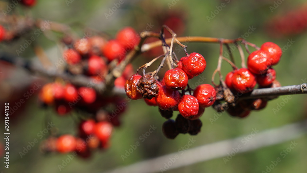 red berries on a branch red berries on a branch