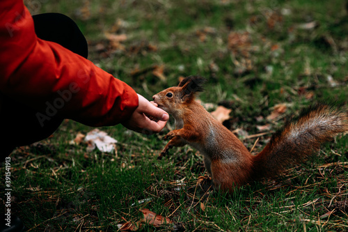 A girl feeds a walnut to a red squirrel in the autumn forest