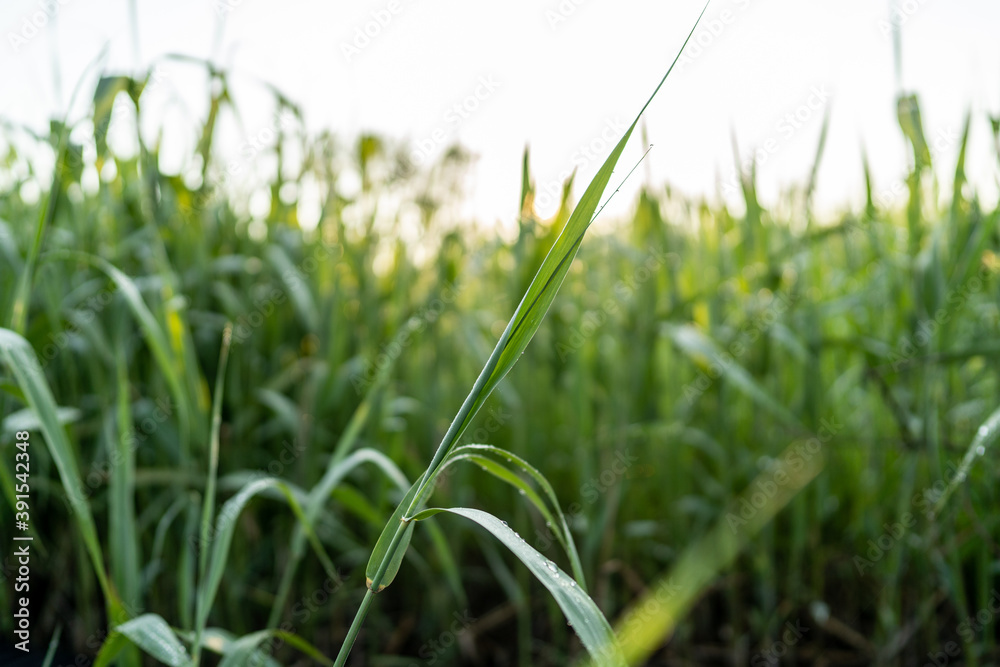 Obraz premium 夏の朝にとった朝露の付いた草と朝日の逆光