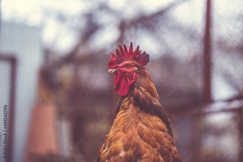 Ordinary red walking in paddock. Brown rooster walking in an aviary on an autumn day on a farm