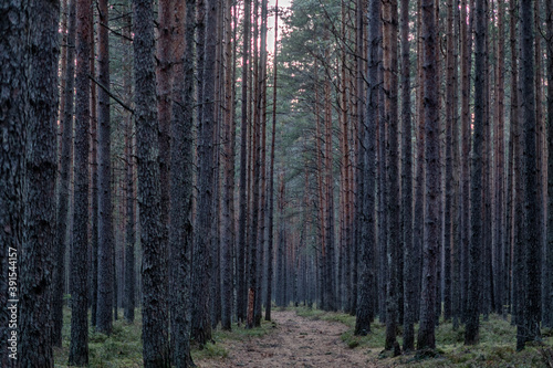 beautiful summer forest landscape, field and sky.