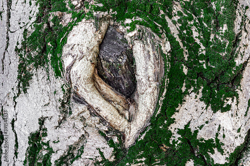 Huge excrescence on Walnut tree trunk. Sick diseased forest tree. Park.