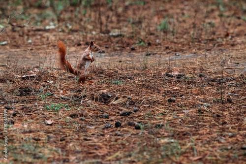  A girl feeds a walnut to a red squirrel in the autumn forest