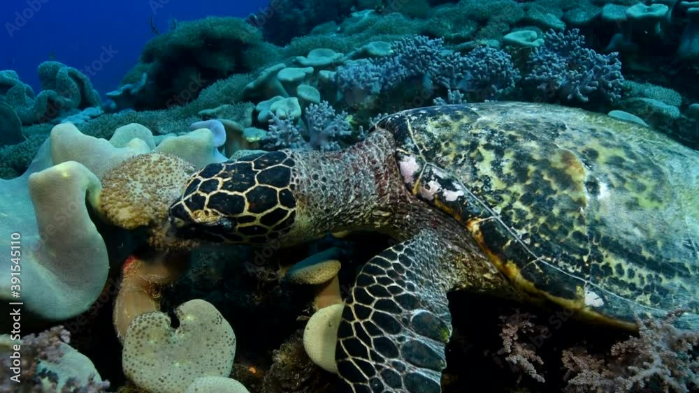 Sea Turtle, close-up at sea depth, eats soft corals with great appetite. Helps to pull pieces off the coral with its paws. When chewing, smoke flies from the mouth. Sea Turtle, close-up at sea depth, eats soft corals with great appetite. Helps to pull pieces off the coral with its paws. When chewing, smoke flies from the mouth.
