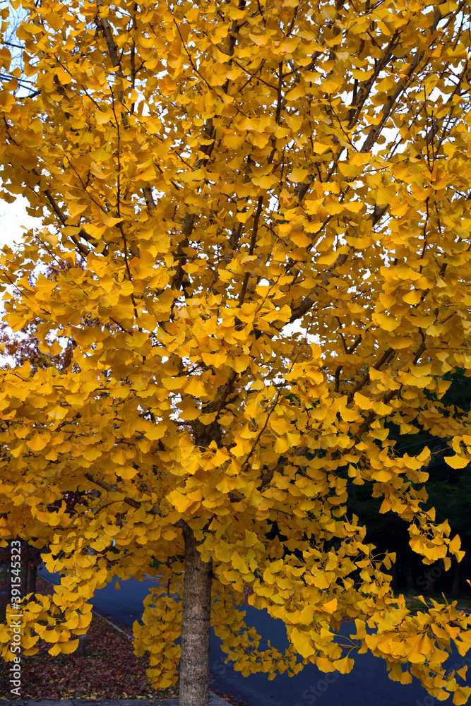Yellow fan-shaped leaves of the ginkgo biloba tree in autumn Yellow fan-shaped leaves of the ginkgo biloba tree in autumn