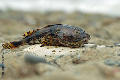 Close-up of a dead shorthorn sculpin / bull-rout (Myoxocephalus scorpius) lying on a stone in the sand on the beach