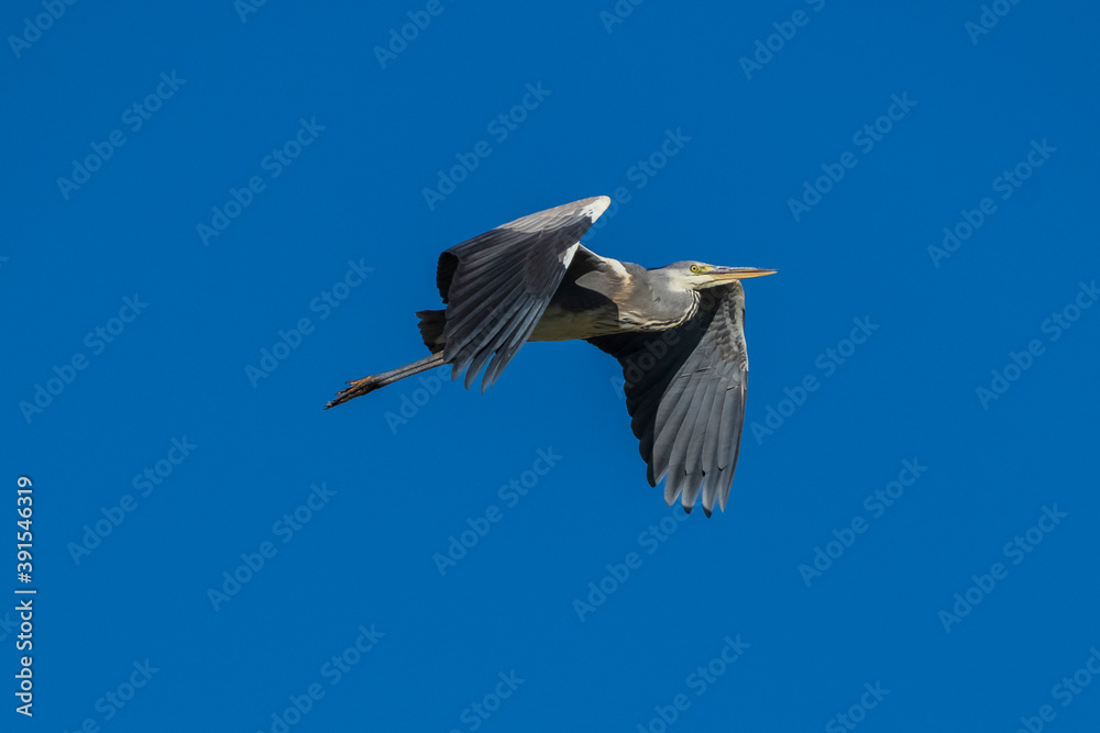 Obraz premium Flying Gray Heron Ardea cinerea Costa Ballena Cadiz