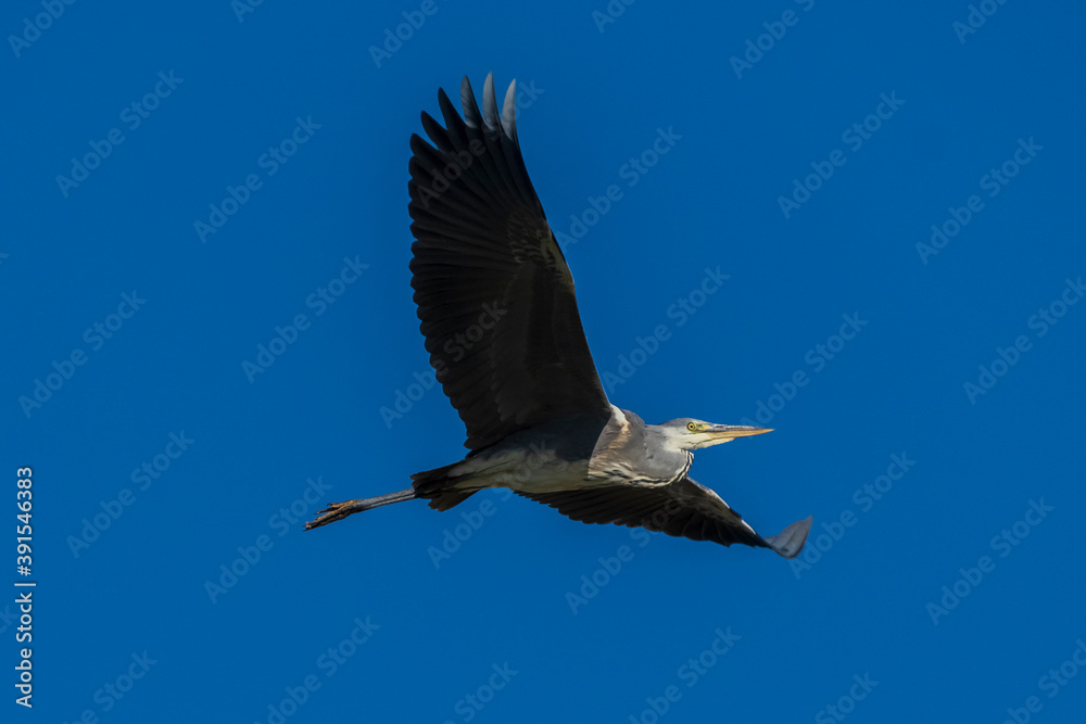 Obraz premium Flying Gray Heron Ardea cinerea Costa Ballena Cadiz