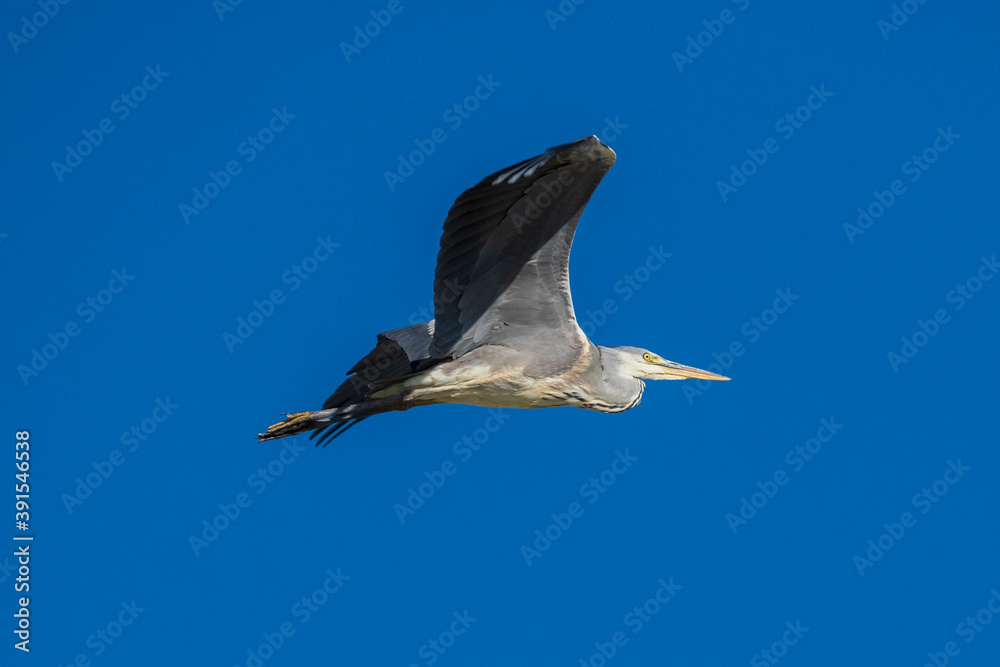 Obraz premium Flying Gray Heron Ardea cinerea Costa Ballena Cadiz